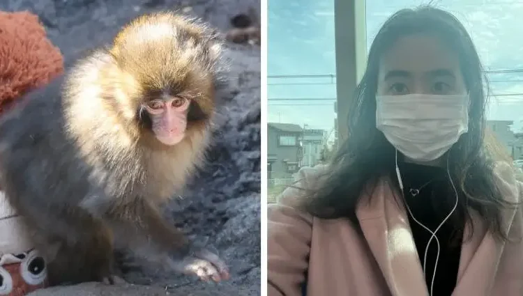 I visited Punch, the famous baby monkey, in Japan. Here’s what TikTok doesn’t show.