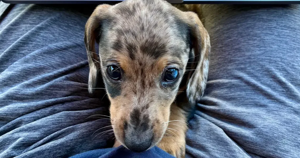 Puppy advice in the age of AI answer engines