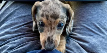 Puppy advice in the age of AI answer engines