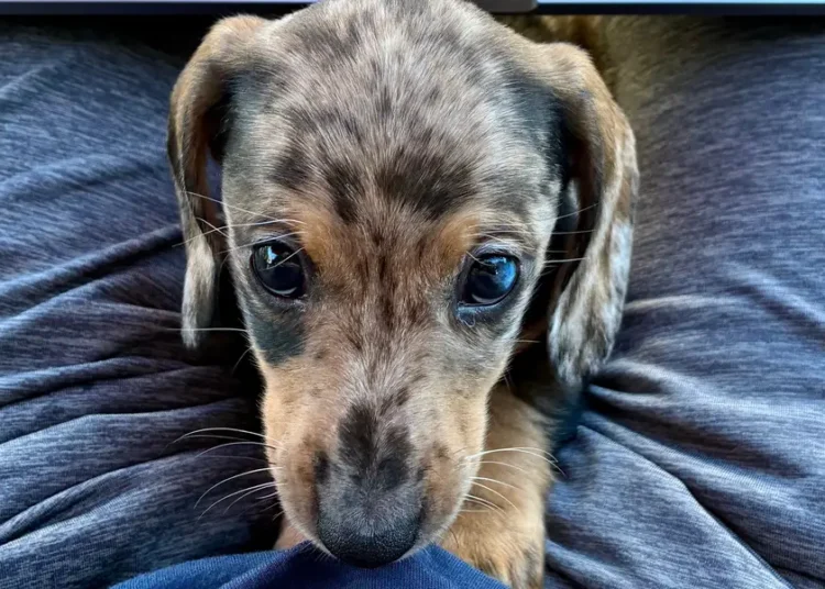 Puppy advice in the age of AI answer engines