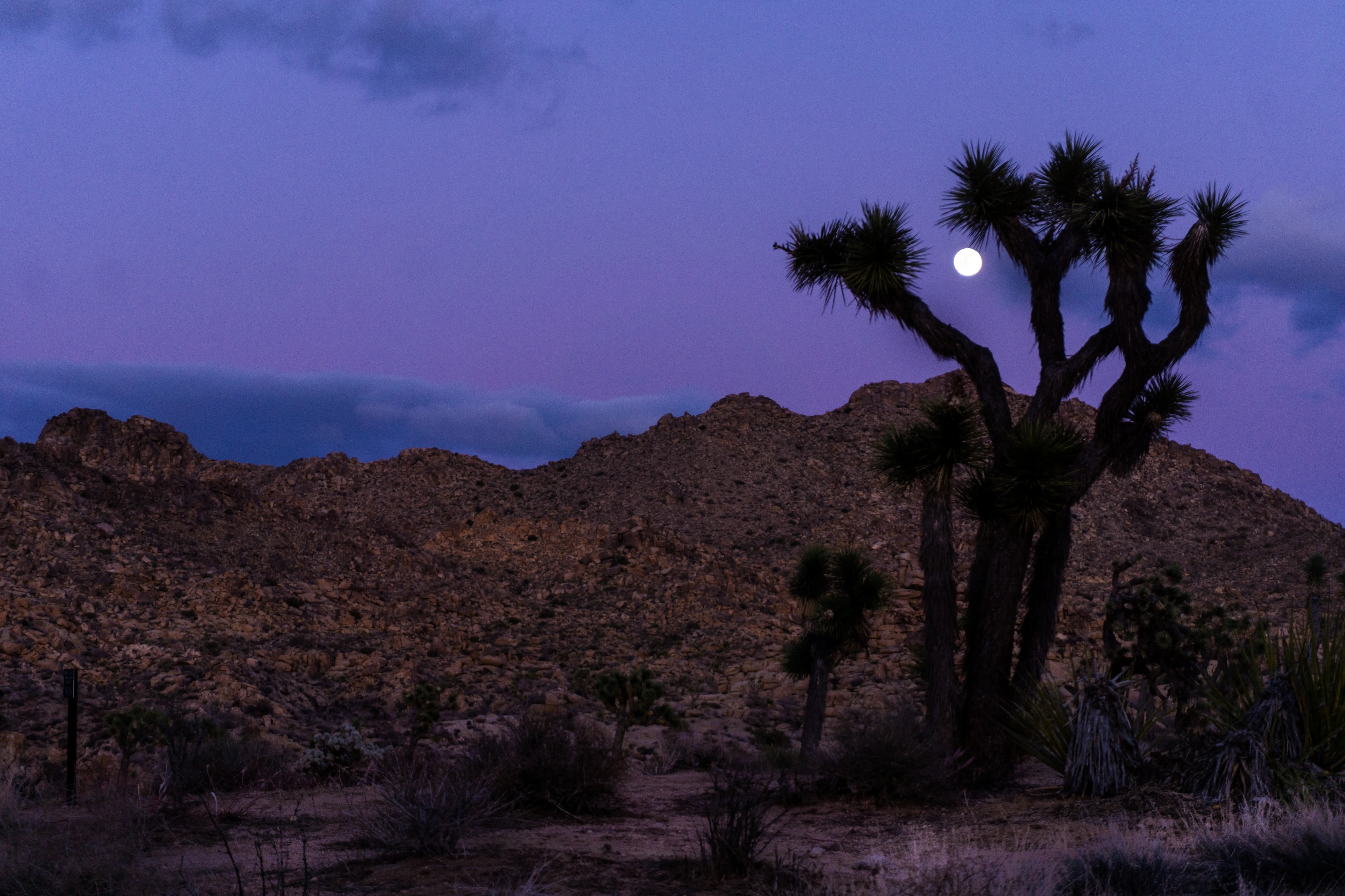 Joshua Tree at night with full moon, purple skies