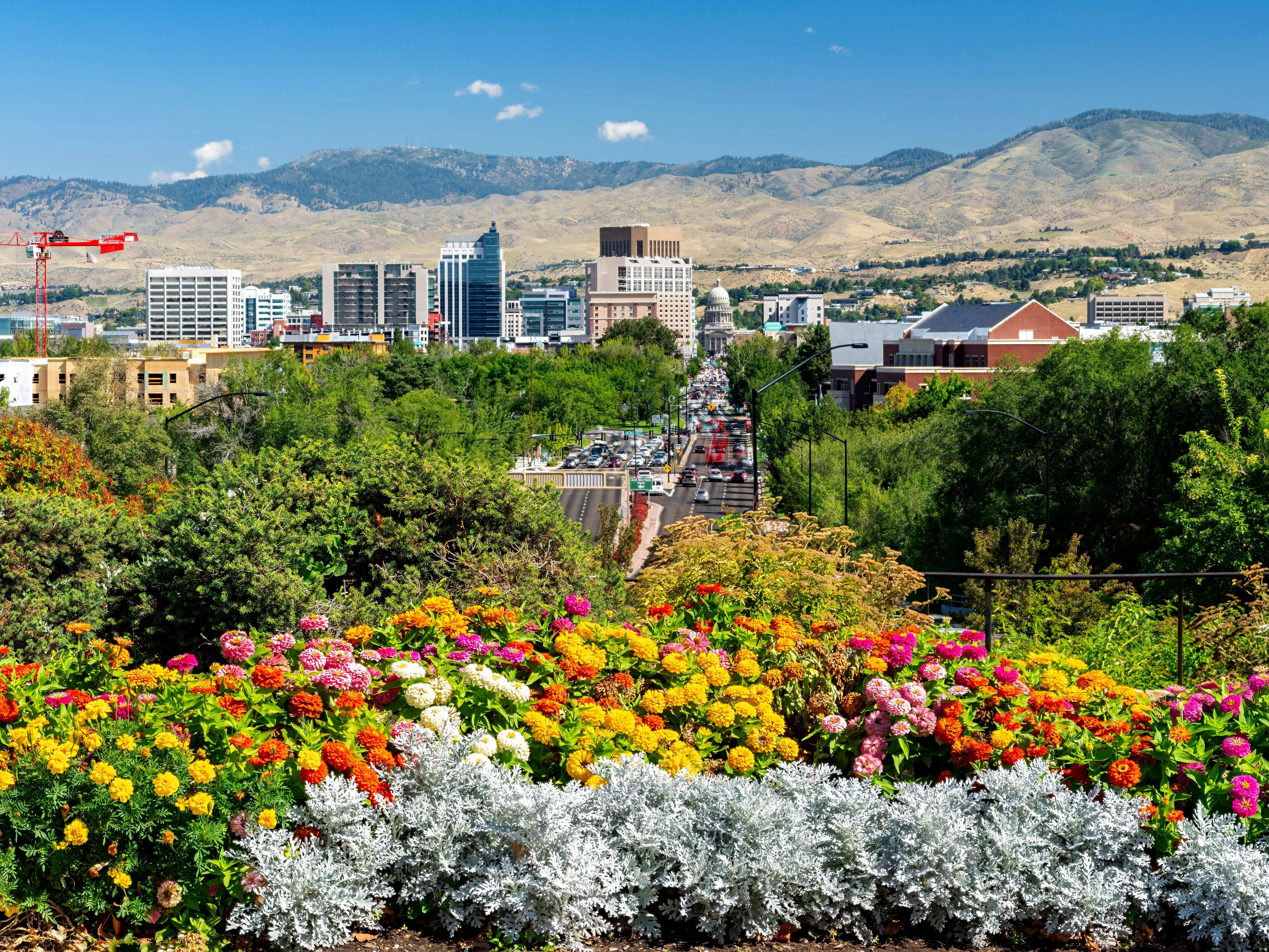 Skyline of Boise, Idaho with flowers in the foreground.