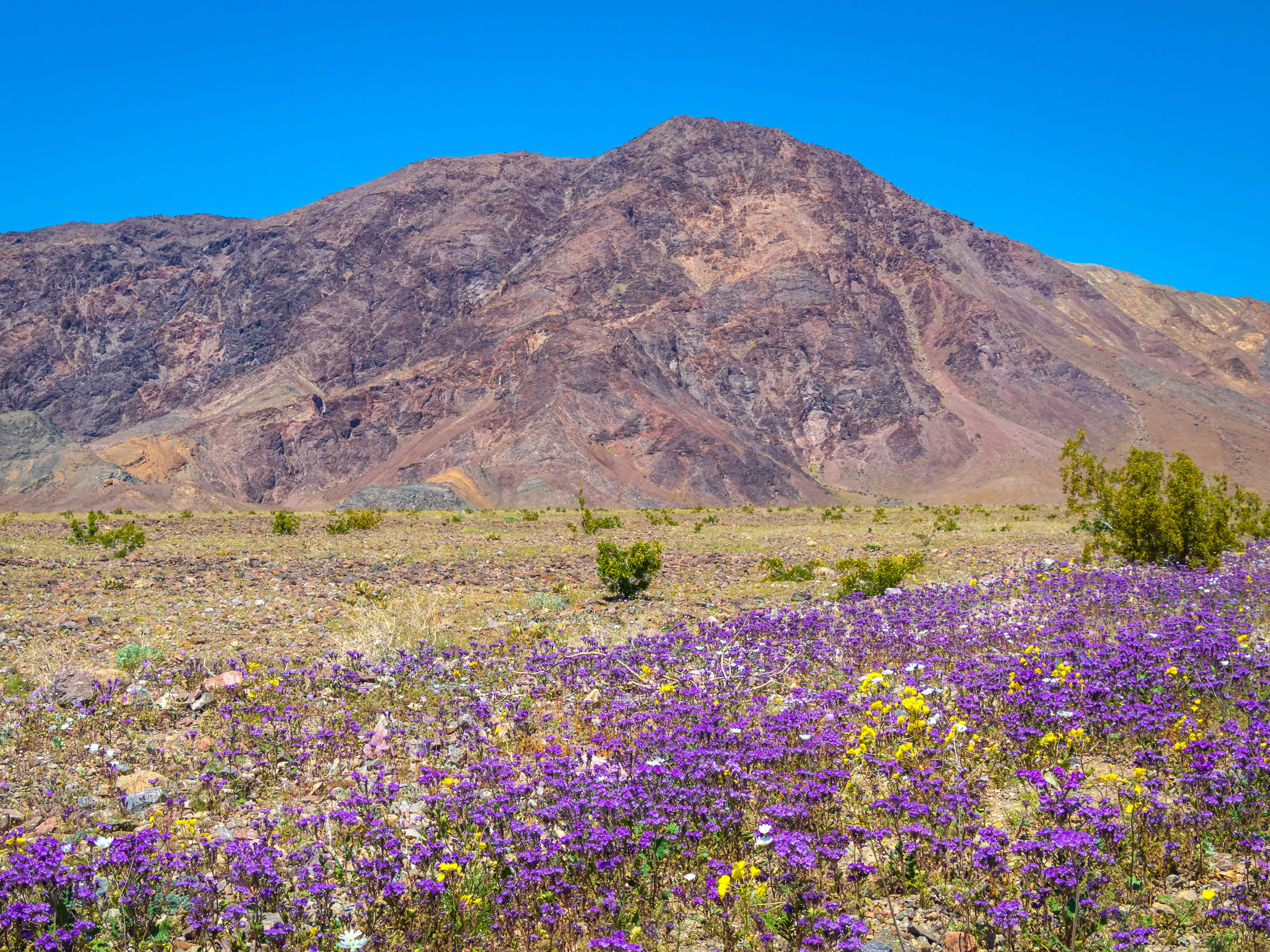 Purple wildflowers with mountains in the background in Death Valley National Park.