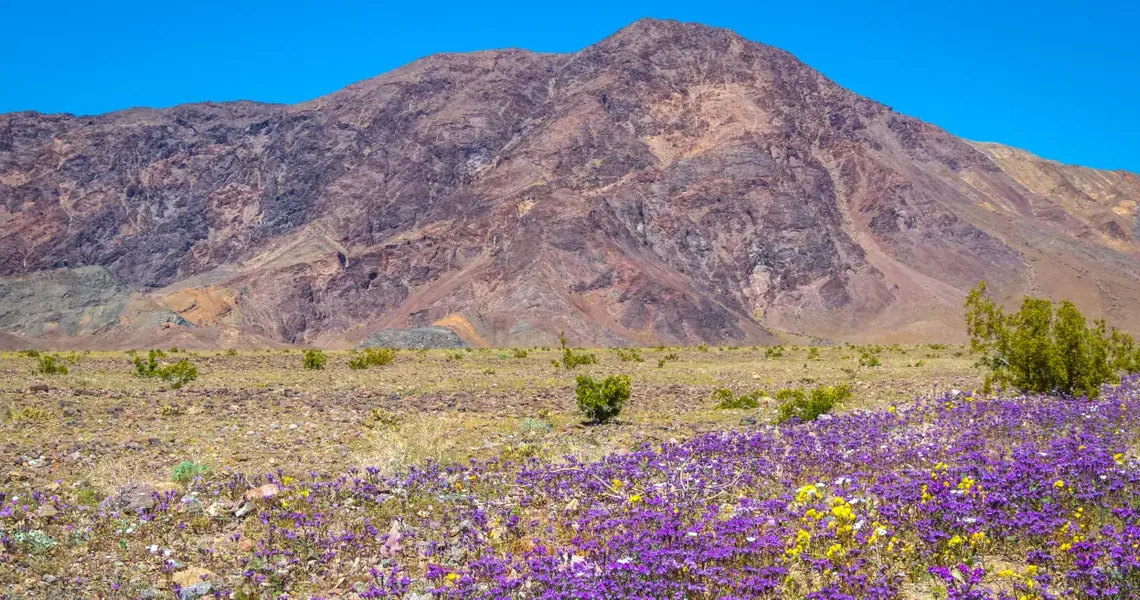 I’ve been to all 63 major US national parks. There are 6 I always tell people to visit in the spring.