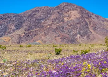 I’ve been to all 63 major US national parks. There are 6 I always tell people to visit in the spring.