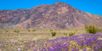 I’ve been to all 63 major US national parks. There are 6 I always tell people to visit in the spring.