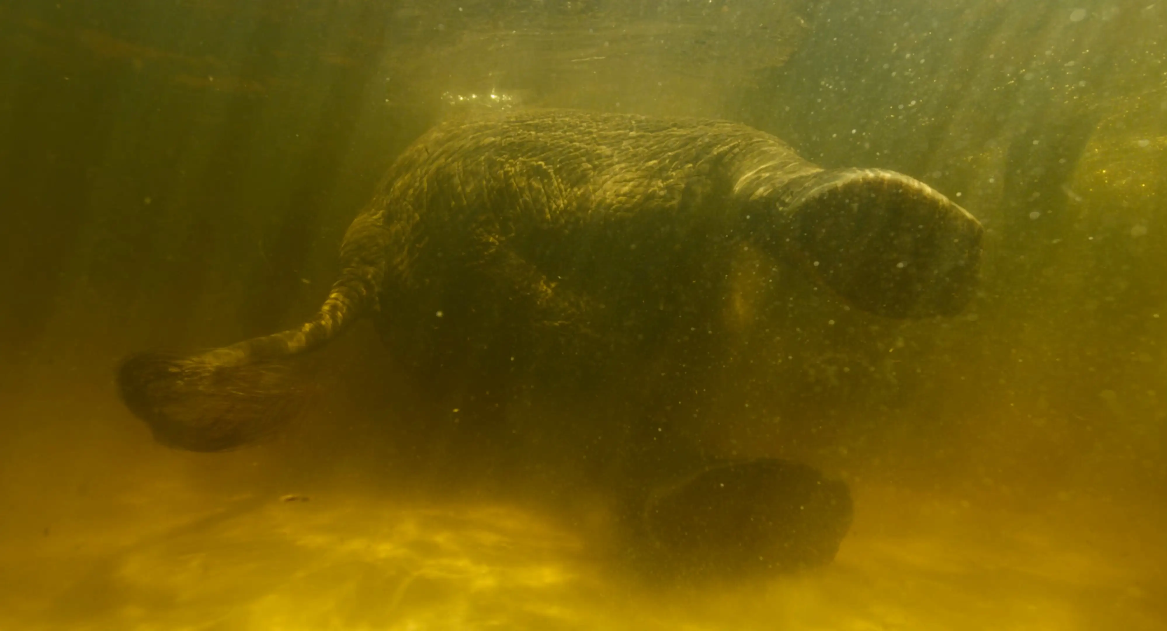 Underwater elephant in 