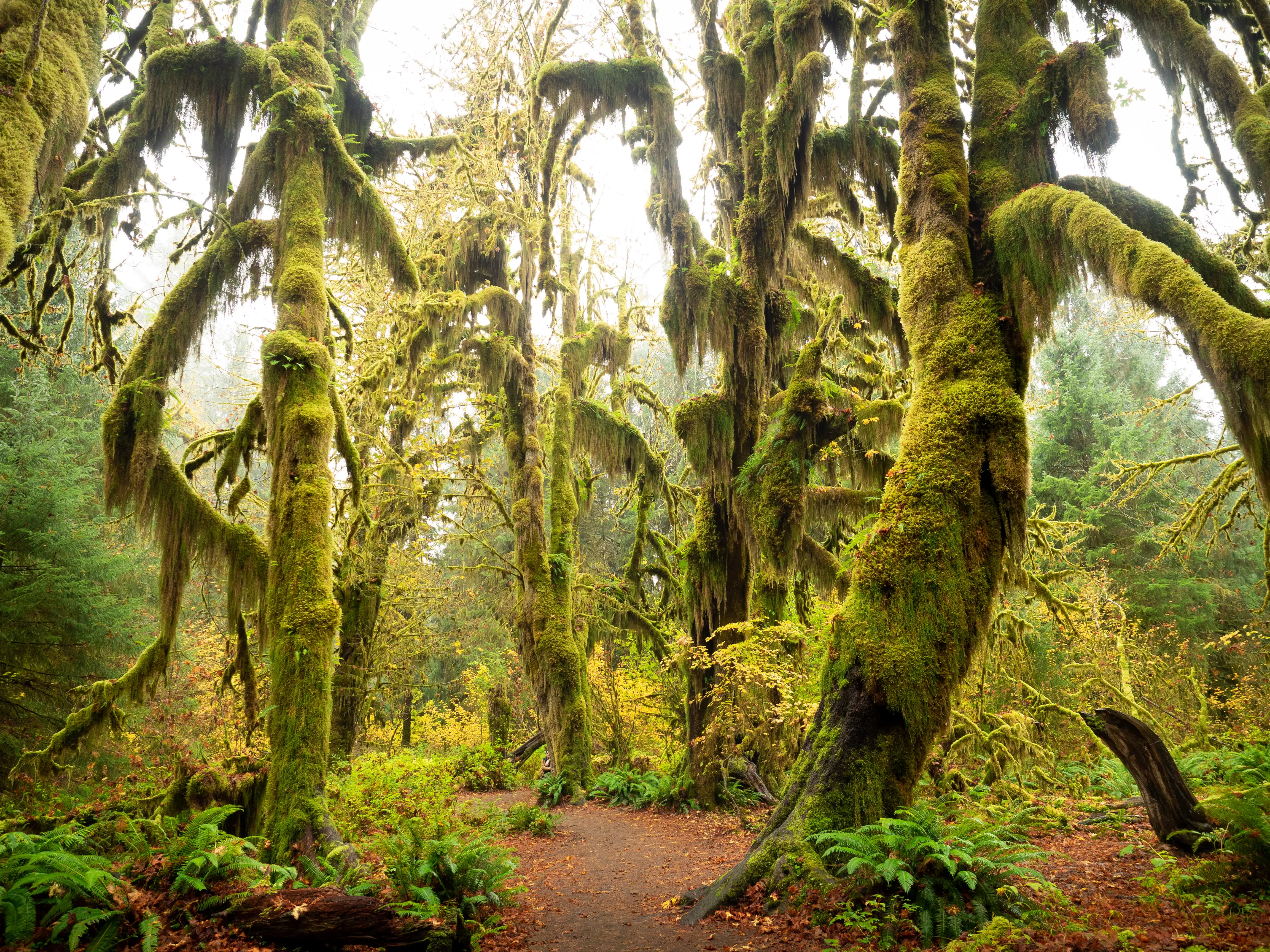 Massive moss-covered trees in the Hoh Rainforest in Olympic National Park.