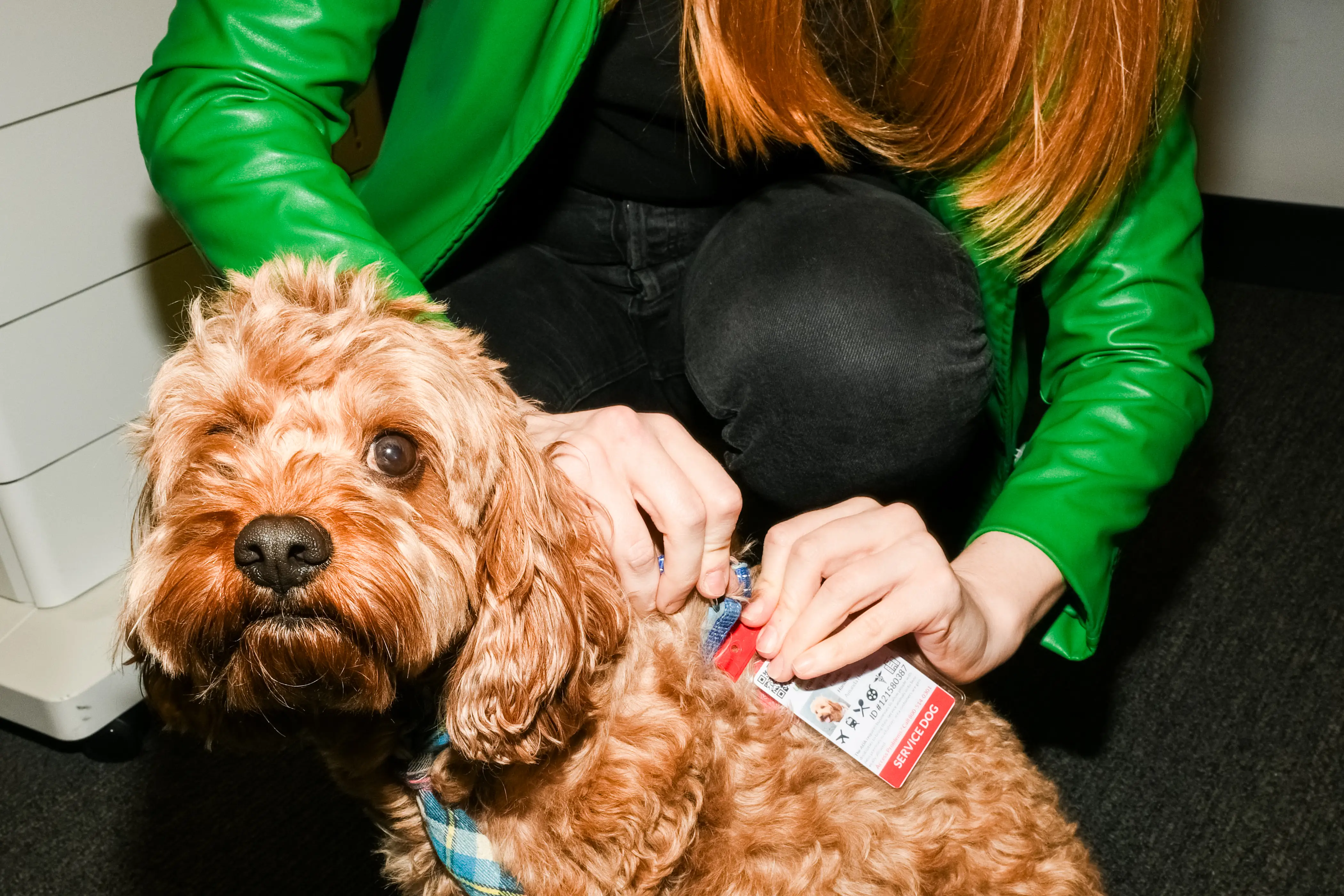 A dog with a service dog tag in NYC