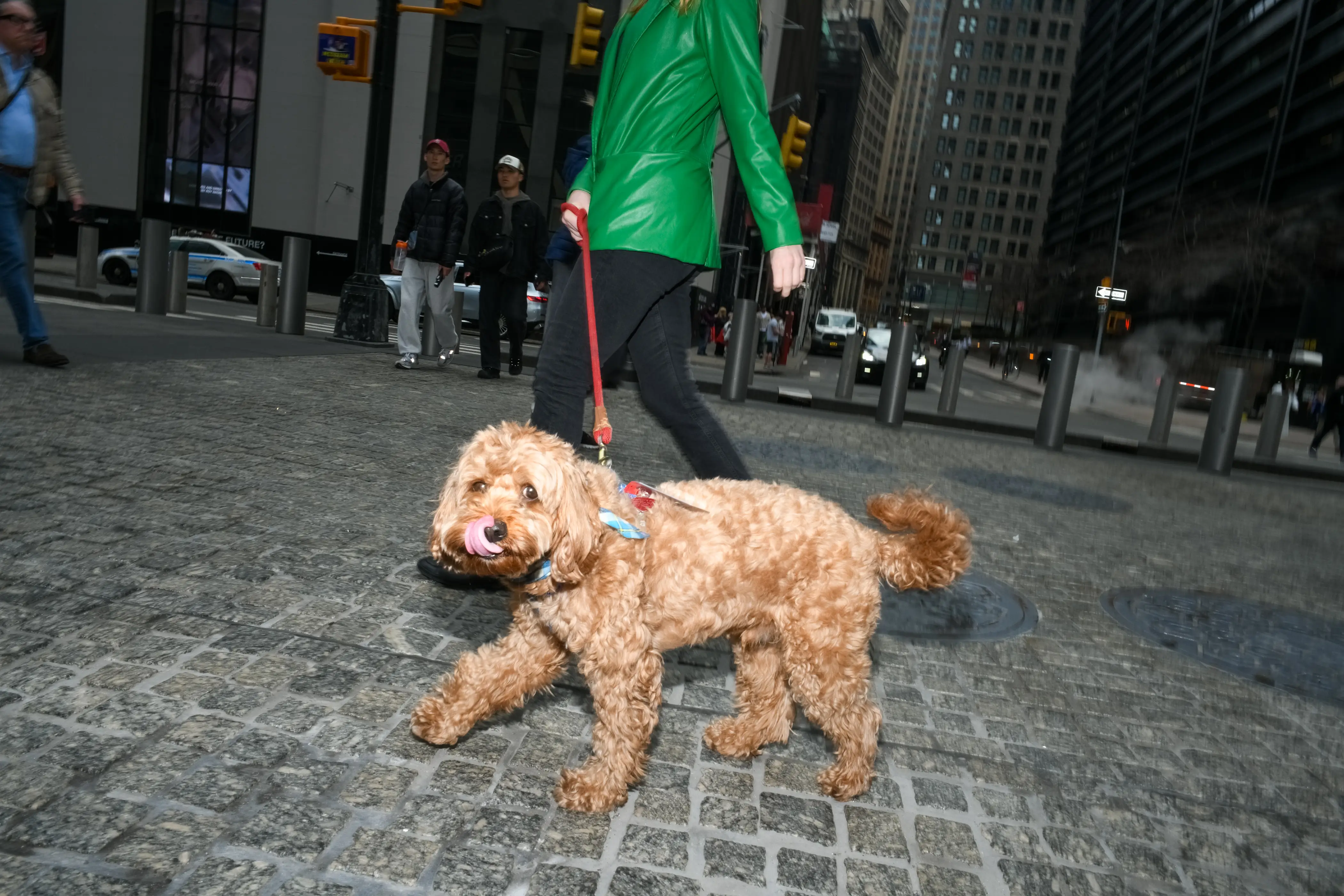 A dog with a service dog tag in NYC