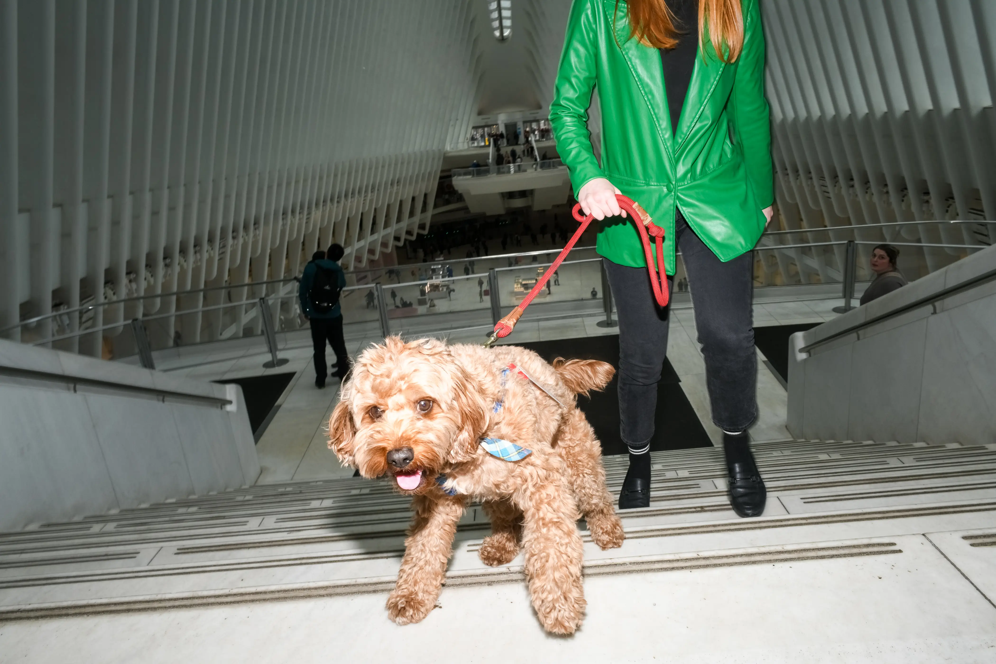 A dog with a service dog tag in NYC