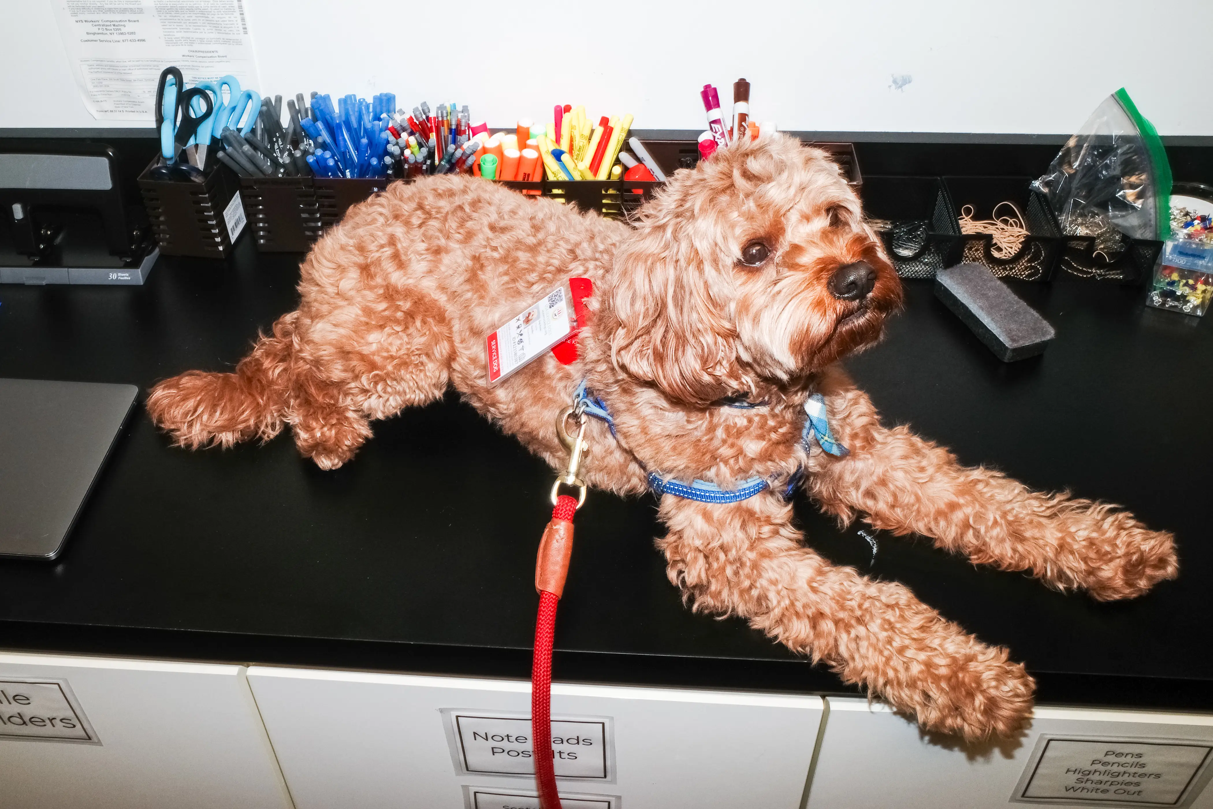 A dog with a service dog tag in NYC