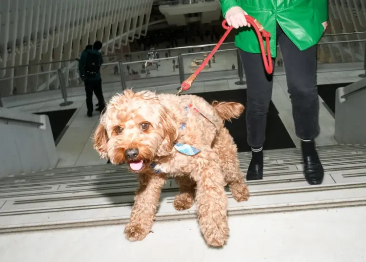 I got my cavapoo a fake service dog badge. He never got carded.