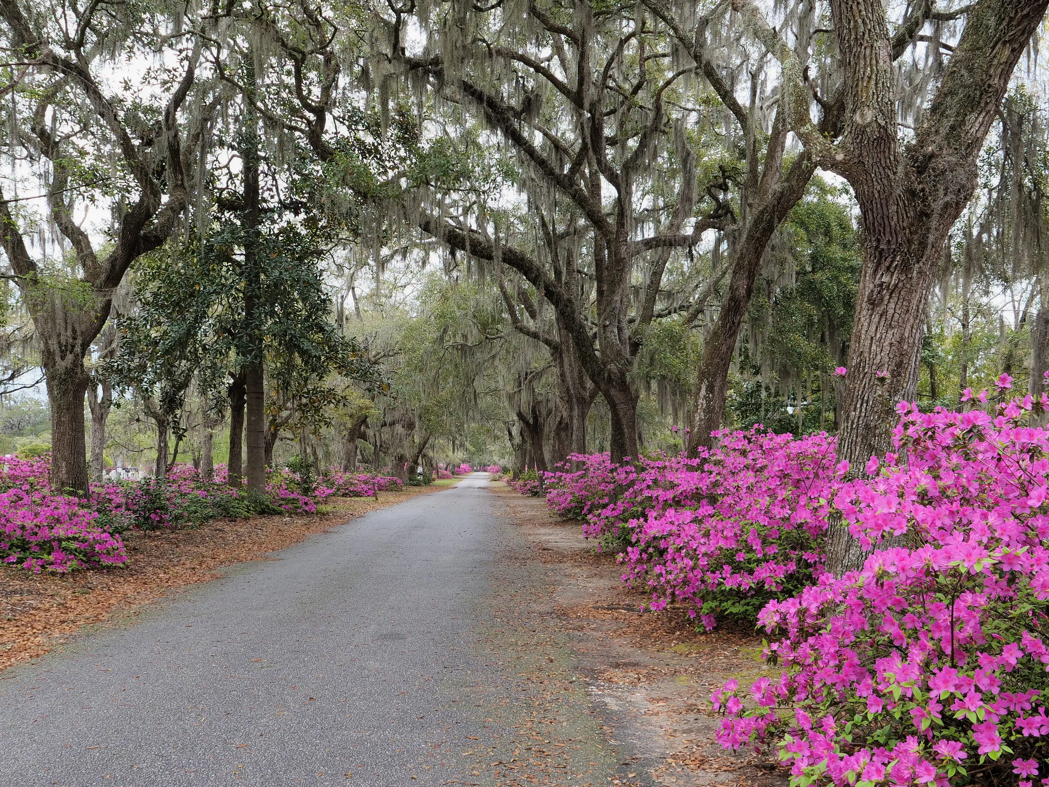 A street lined with azaleas and trees covered in Spanish moss.