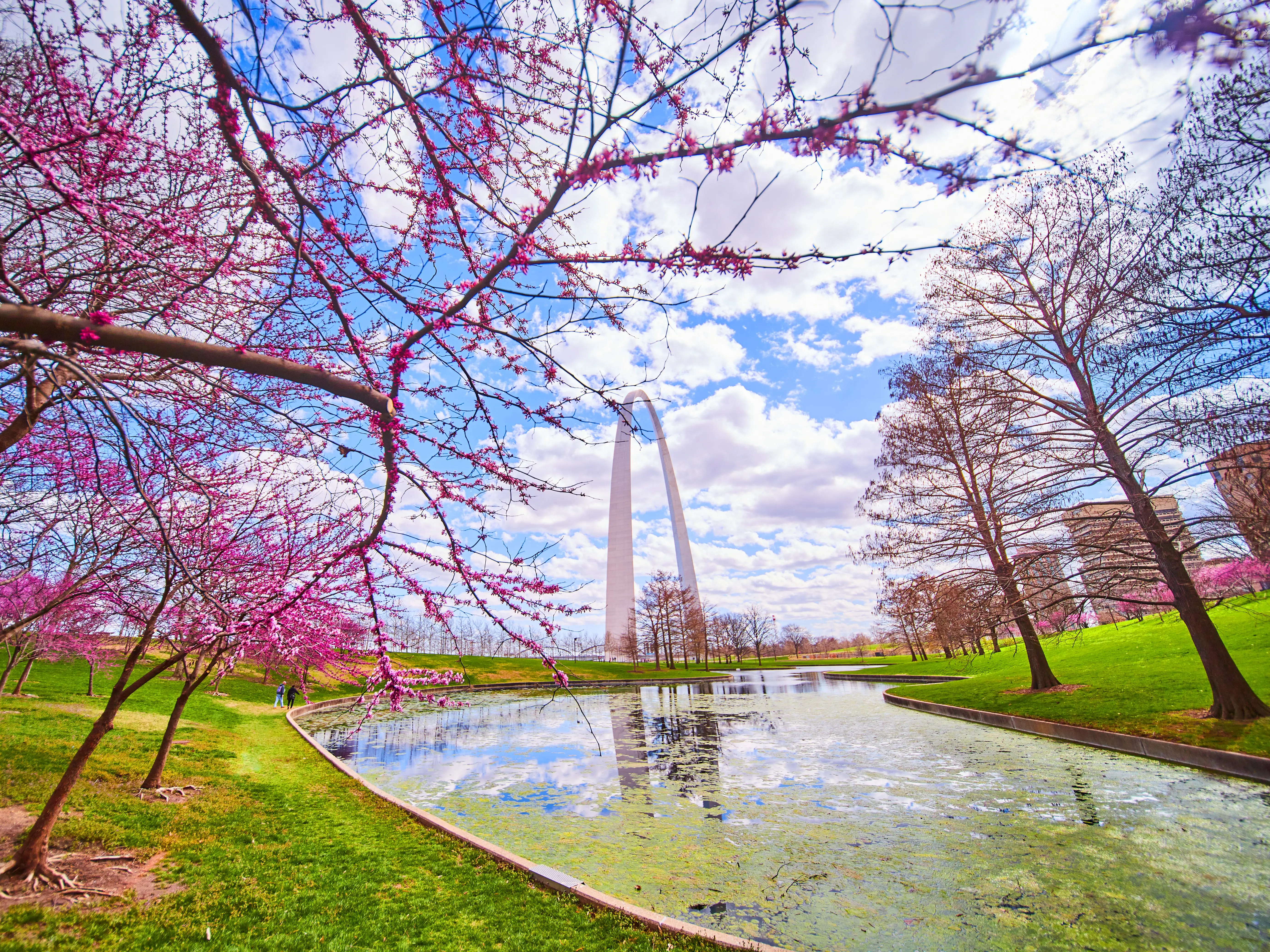 The Gateway Arch in St. Louis, with a pond and cherry blossoms in the foreground.