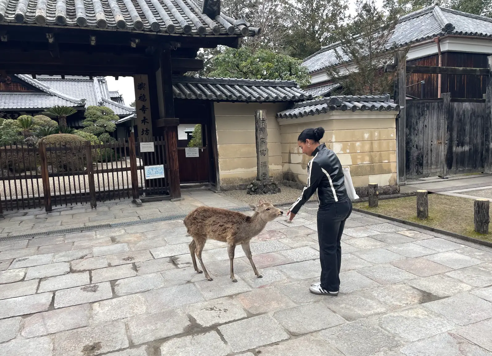 The writer feeding a deer in Nara.
