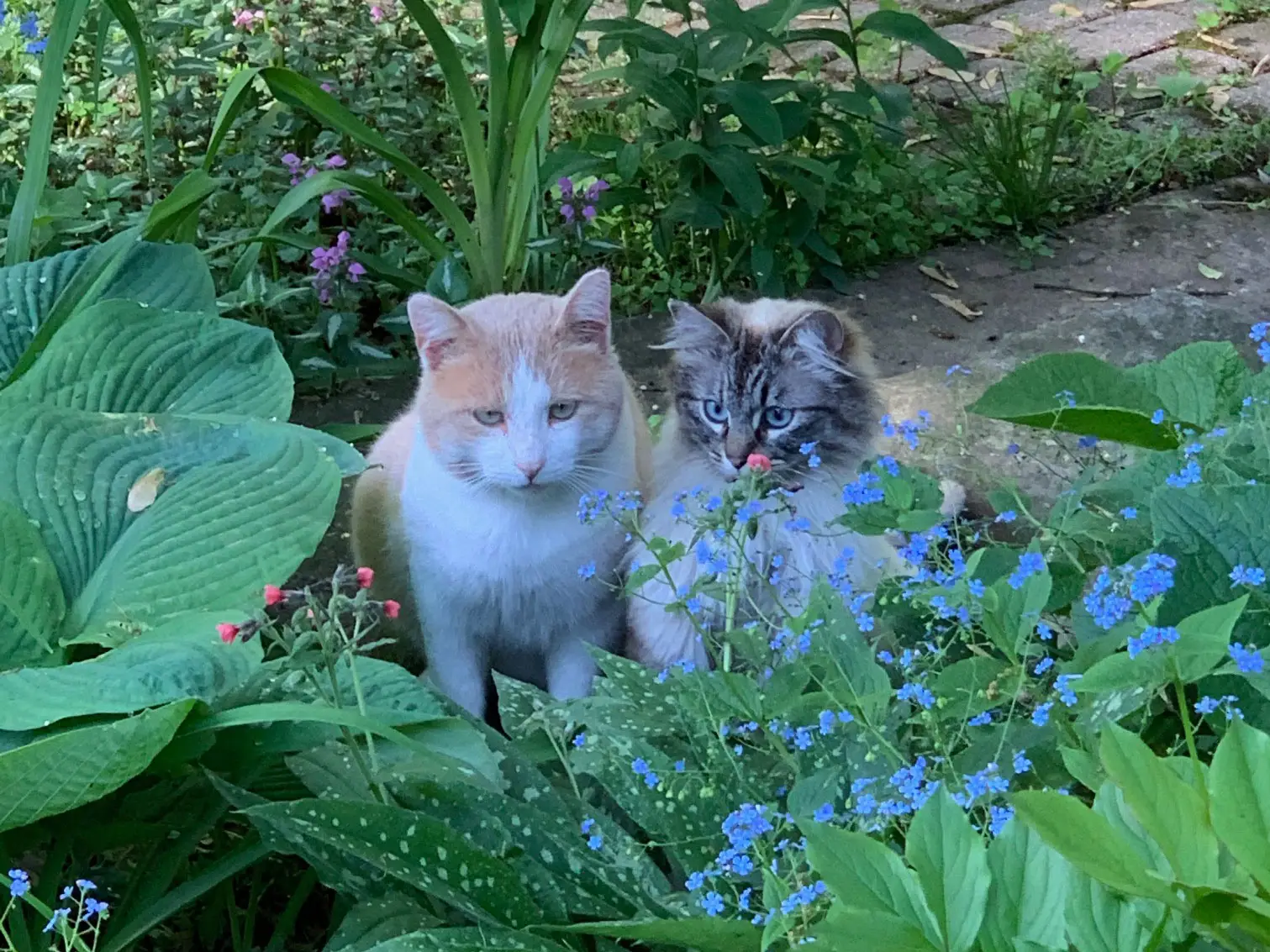 Two cats sitting in a garden.
