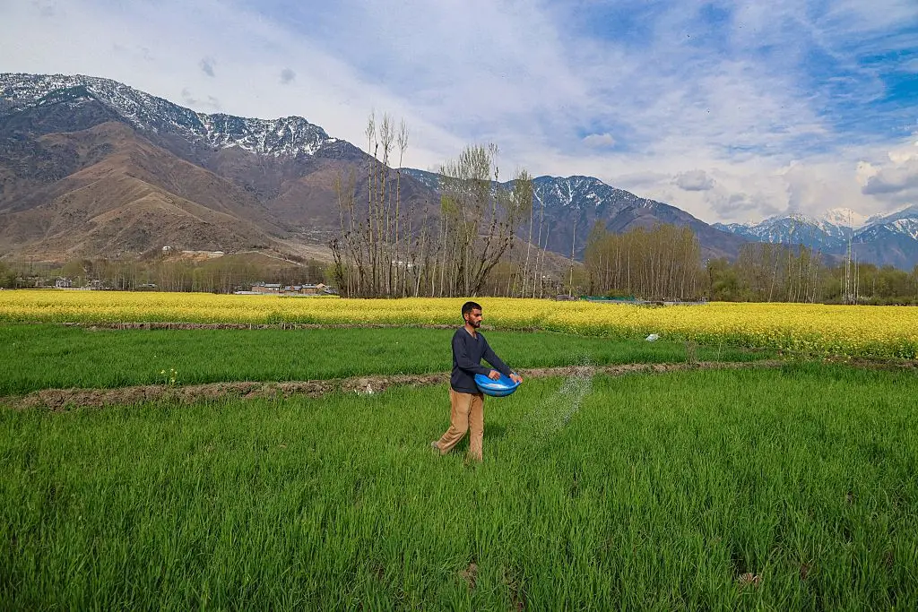 A Kashmiri farmer sprinkles fertilizer.