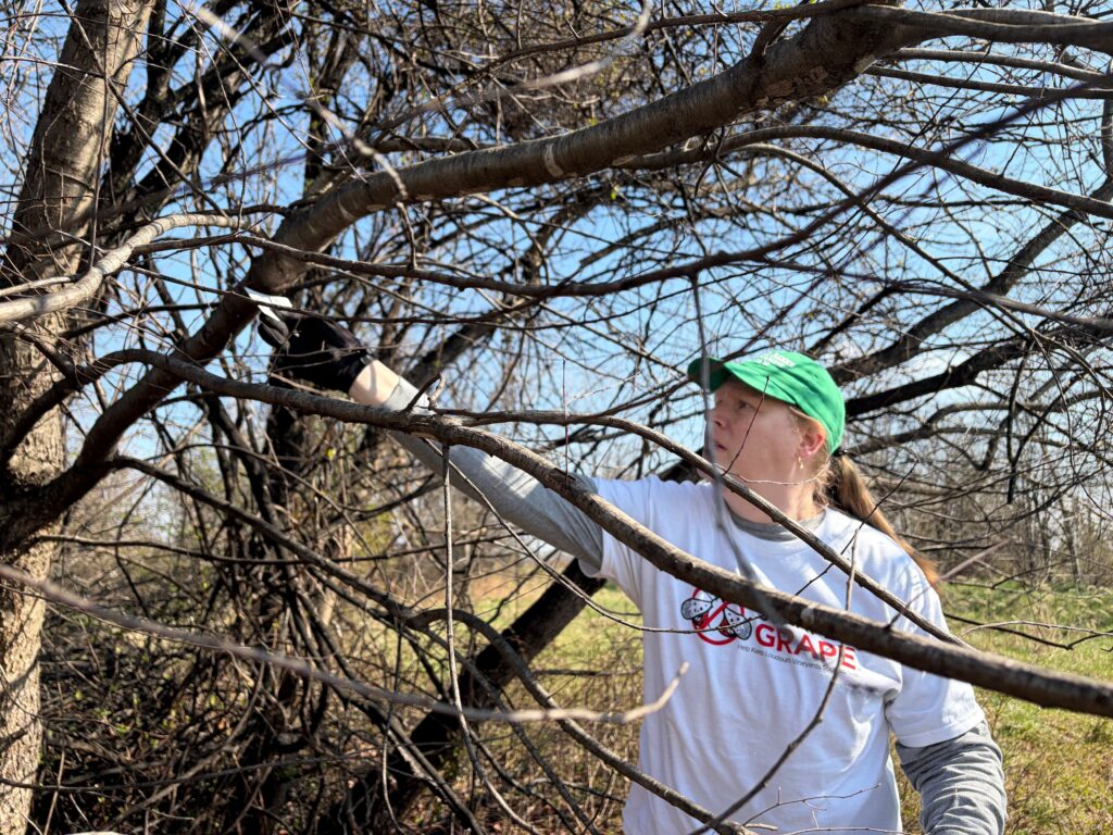 At a Virginia vineyard, volunteers band together to fight lanternflies