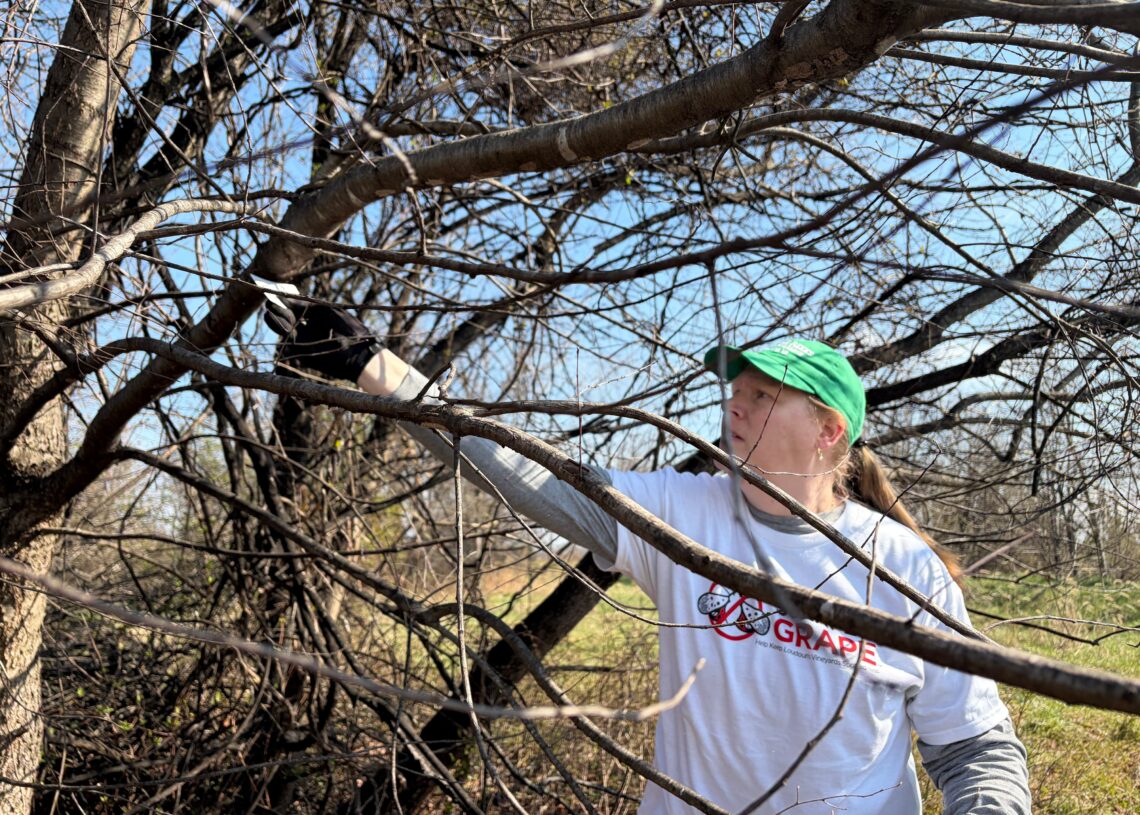 At a Virginia vineyard, volunteers are fighting to eliminate this invasive pest
