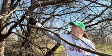 At a Virginia vineyard, volunteers are fighting to eliminate this invasive pest