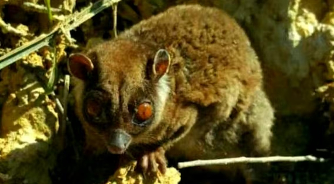 Marsupial Found Alive After Being Thought Dead for 6,000 Years