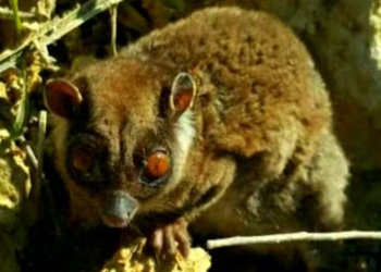 Marsupial Found Alive After Being Thought Dead for 6,000 Years
