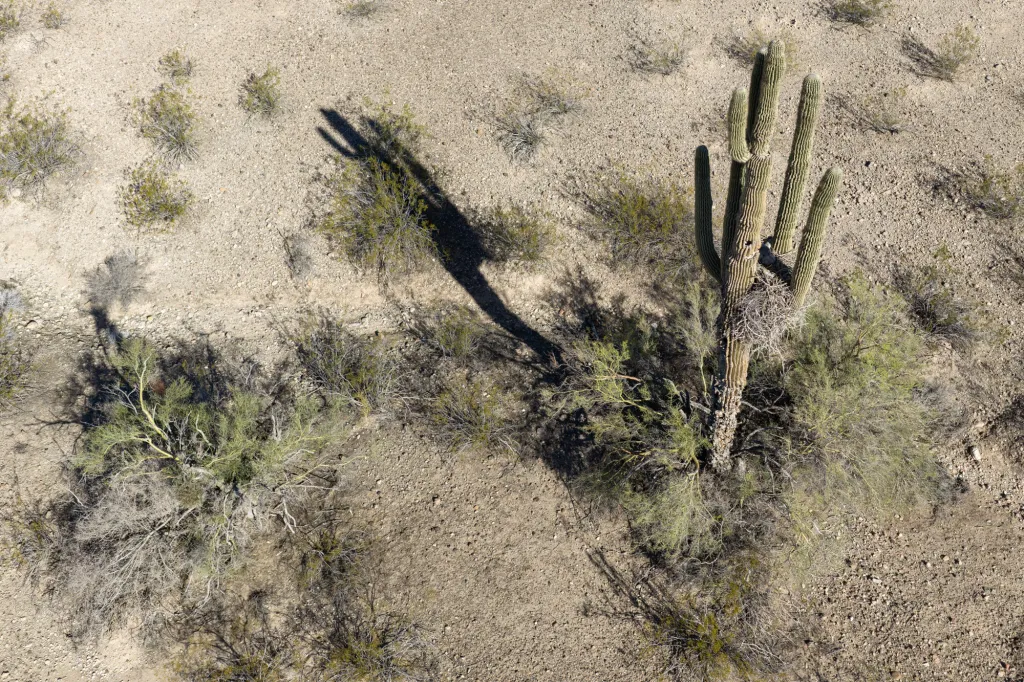 Aerial view of a saguaro cactus casting a long shadow on a rocky desert floor with sparse vegetation.