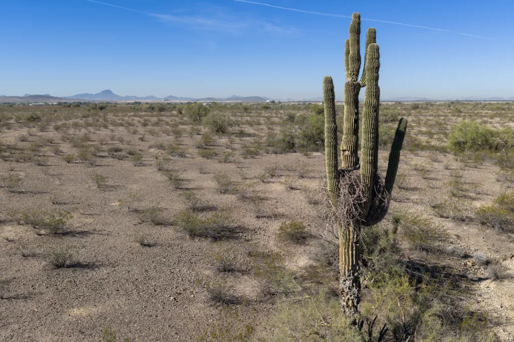 Desert landscape with a large saguaro cactus in the foreground and mountains in the distance under a clear sky.