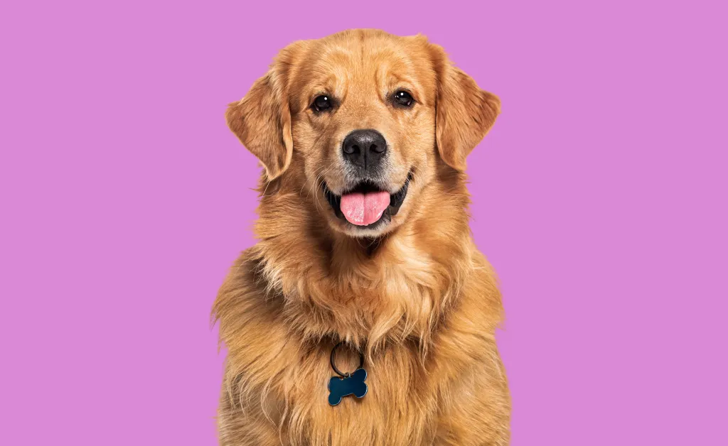 Headshot of a happy, panting Golden Retriever dog with a blue bone-shaped identification tag, looking at the camera.