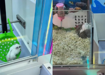 Arcade Under Fire for Using Live Hamsters as Claw Machine Prizes
