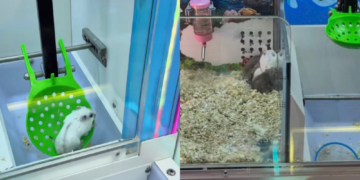 Arcade Under Fire for Using Live Hamsters as Claw Machine Prizes