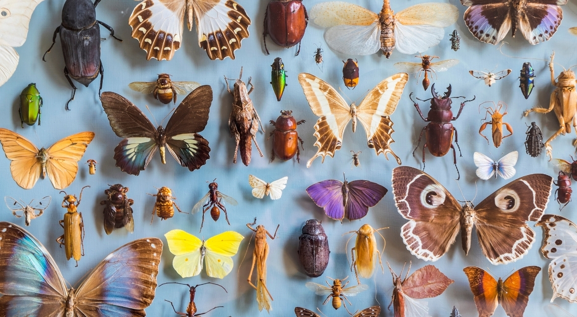 Are America’s Insects Dying Off?
