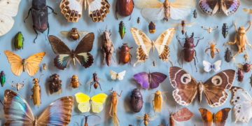 Are America’s Insects Dying Off?