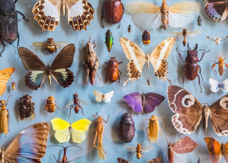 Are America’s Insects Dying Off?