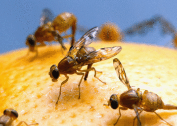 Chaos as notorious pest that can rip a hole in California’s agriculture sector spreads