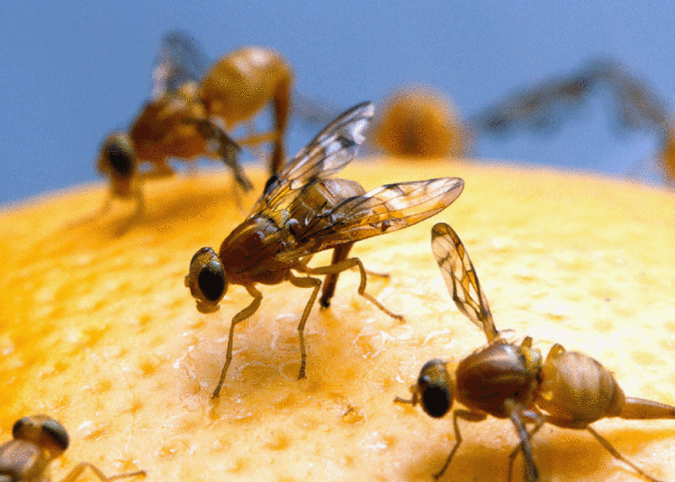 Chaos as notorious pest that can rip a hole in California’s agriculture sector spreads