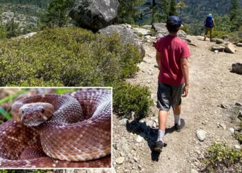 Summer of the serpent: Warning issued as yet ANOTHER rattlesnake bite turns deadly