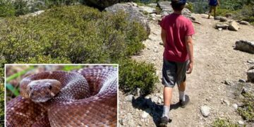 Summer of the serpent: Warning issued as yet ANOTHER rattlesnake bite turns deadly