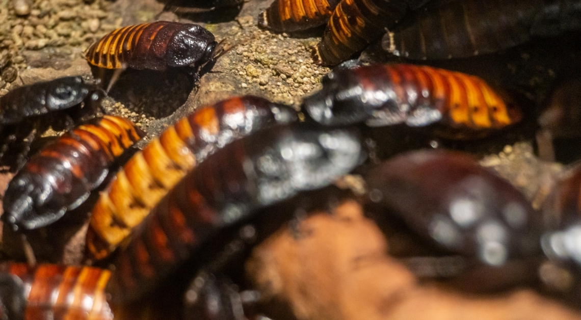 Cockroaches Become Cannibals When They Fall in Cockroach Love