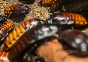 Cockroaches Become Cannibals When They Fall in Cockroach Love