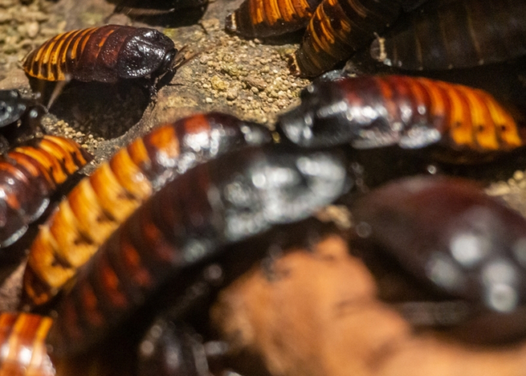 Cockroaches Become Cannibals When They Fall in Cockroach Love