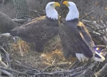 D.C.’s most famous winged couple — Mr. President and Lotus — are expecting