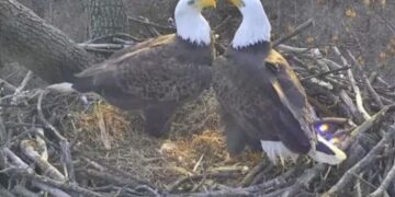 D.C.’s most famous winged couple — Mr. President and Lotus — are expecting