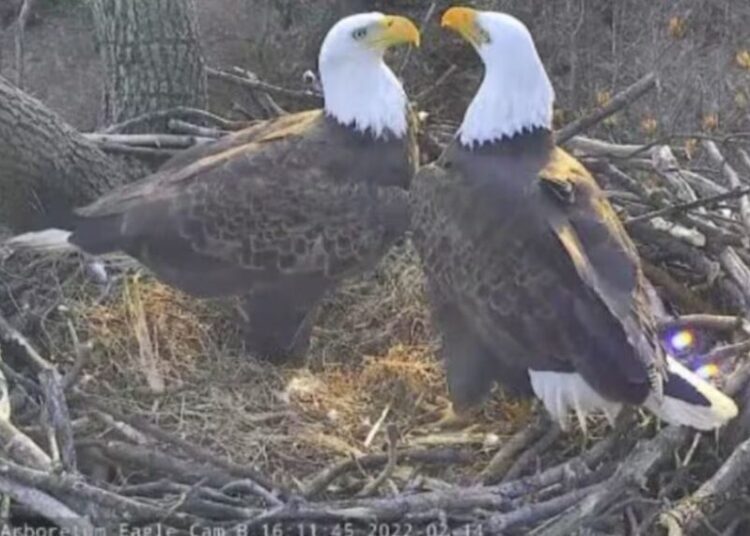 D.C.’s most famous winged couple — Mr. President and Lotus — are expecting