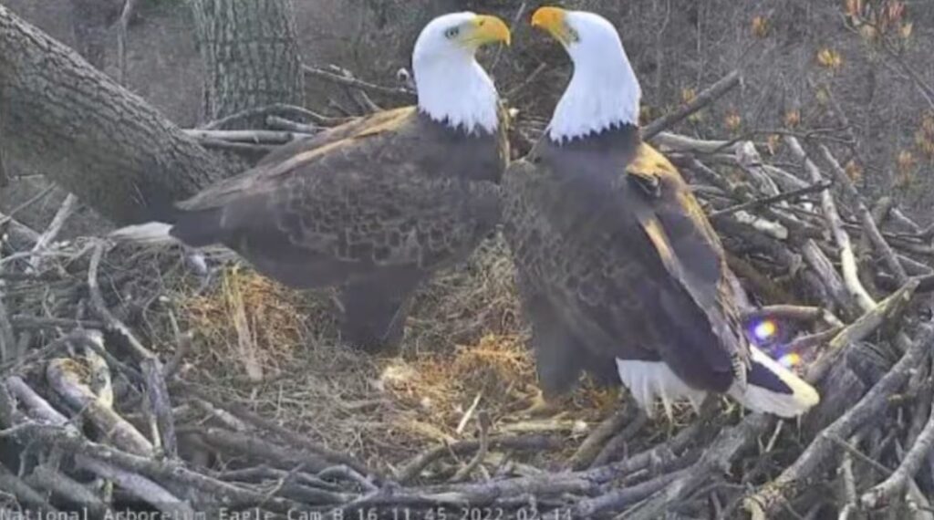 D.C.’s most famous winged couple — Mr. President and Lotus — are expecting