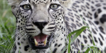 Saudi Arabia’s record donation to the National Zoo buys more than an exhibit