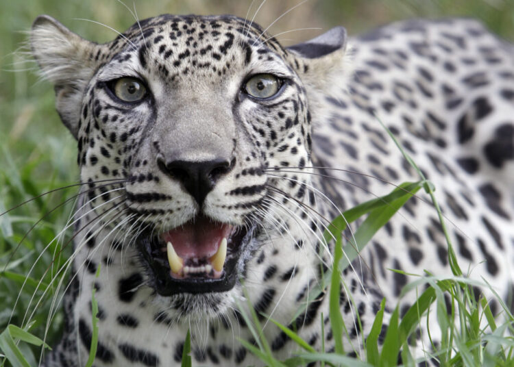 Saudi Arabia’s record donation to the National Zoo buys more than an exhibit