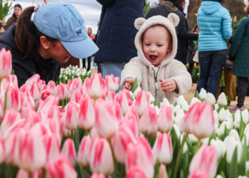 ‘Tulips make you happy’: Thousands line National Mall for springtime magic