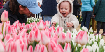 ‘Tulips make you happy’: Thousands line National Mall for springtime magic